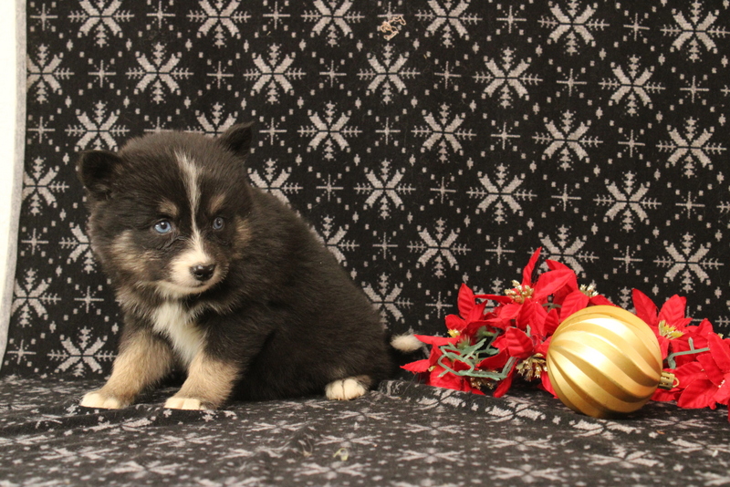 puppy, for, sale, Pomsky, Matthew B. Stoltzfus, dog, breeder, Gap, PA, dog-breeder, puppy-for-sale, forsale, nearby, find, puppyfind, locator, puppylocator, aca